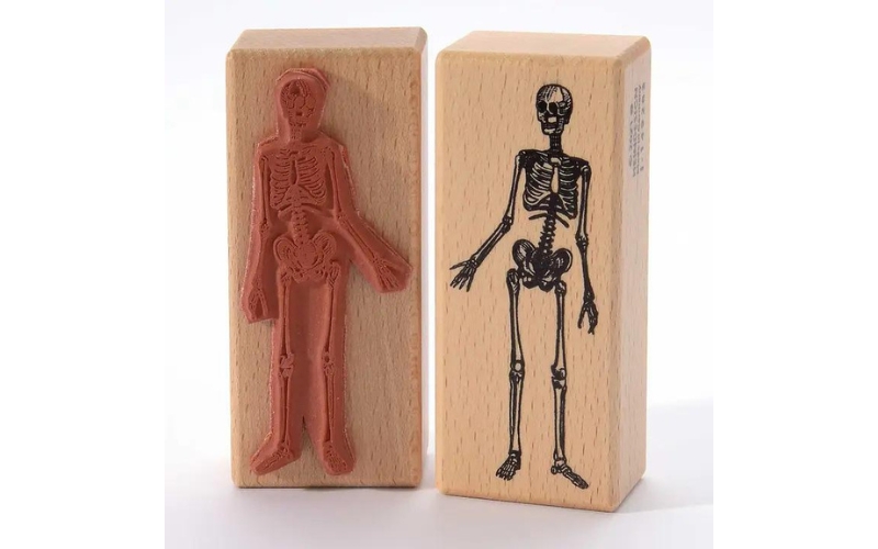 Stempel Skeleton Human