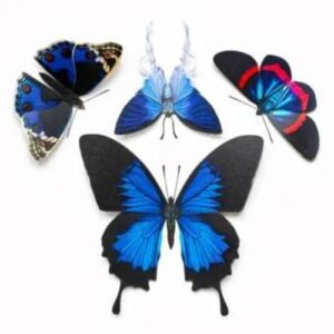 4-delige set 'Lolite' Butterfly