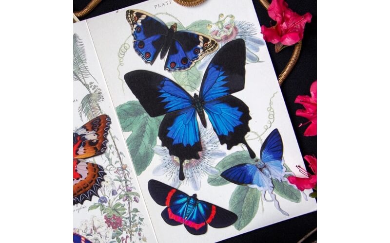 4-delige set 'Lolite' Butterfly