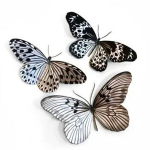 3-delige set 'Marble' Butterfly