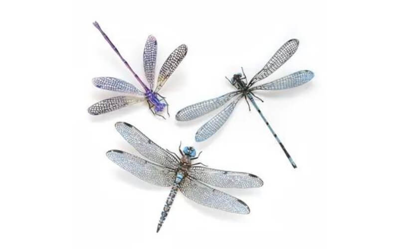 Set Dragonfly 'Aerial'