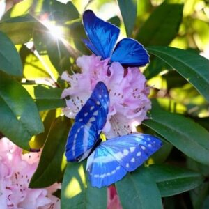Morphos en Monarch vlinderset